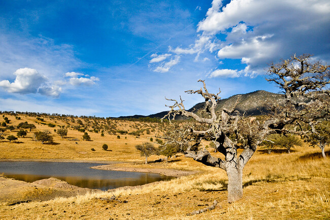 Reserva de la Biosfera La Michilía, Durango Articulos y tips de viaje ...