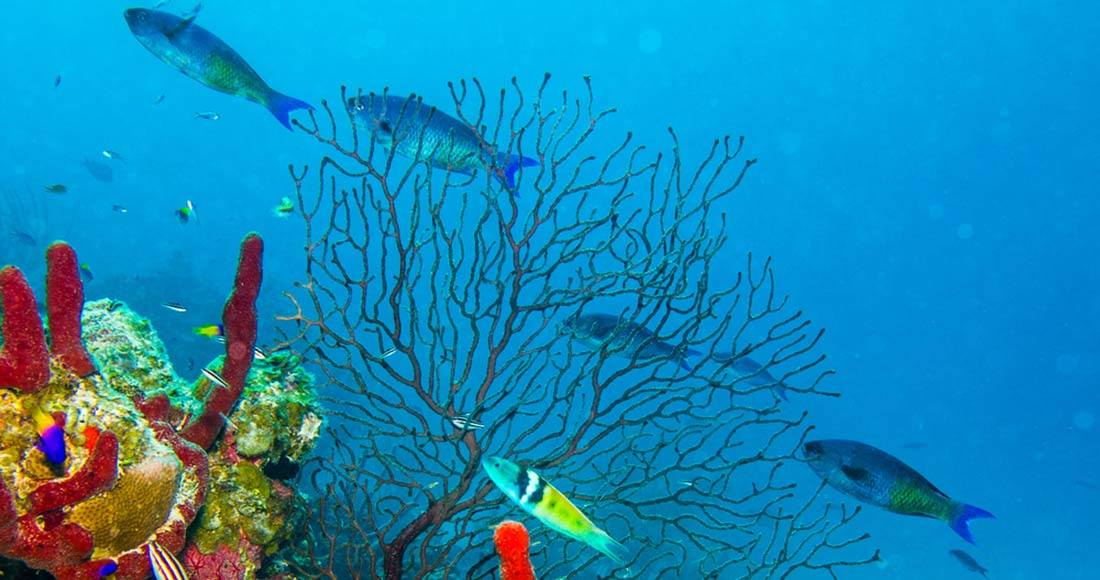 Arrecifes, dónde y cómo disfrutarlos en México - Playas de Mexico