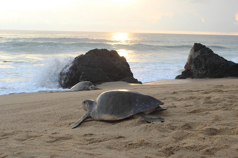 Las Peñas Playas de Mexico