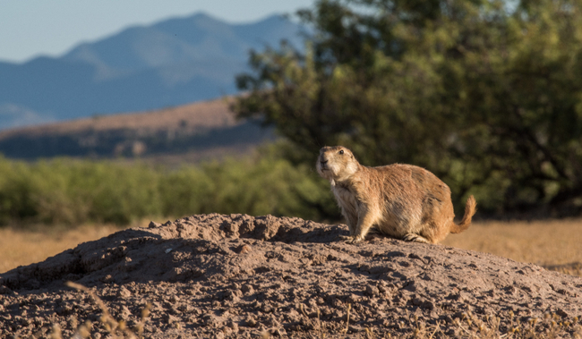 Reserva de la biosfera de Los Janos, Chihuahua Articulos y tips de ...